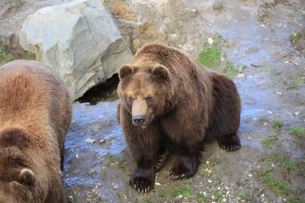 Kodiak Urso Perto — Fotografia de Stock