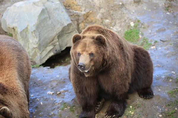 Urso Kodiak Close — Fotografia de Stock