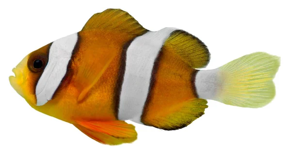 Clark Clown Fish Geïsoleerd Witte Achtergrond Amphirion Clarkii — Stockfoto