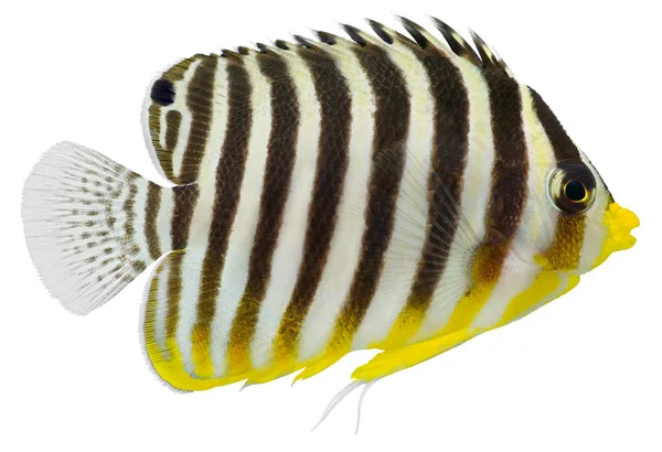 Многотонная Рыба Angelfish Изолирована Белом Фоне Centfelyge Multifasciatus — стоковое фото