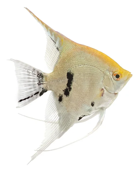 Рыба Ангел Изолирована Белом Фоне — стоковое фото