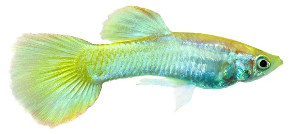 Beyaz Arkaplanda Izole Edilmiş Gupi Balığı Poecilia Reticulata — Stok fotoğraf