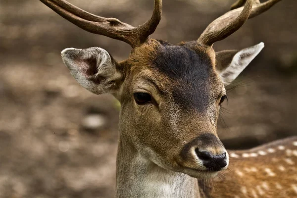 Damhirsche Waldtiere Naturfauna — Stockfoto