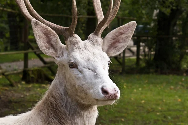 Zběsilá Zvěř Lesní Zvěř Přírodní Fauna — Stock fotografie