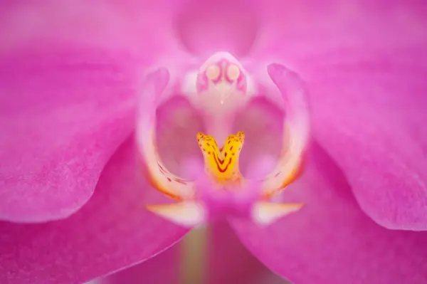 Pétales Fleur Orchidée Rose — Photo