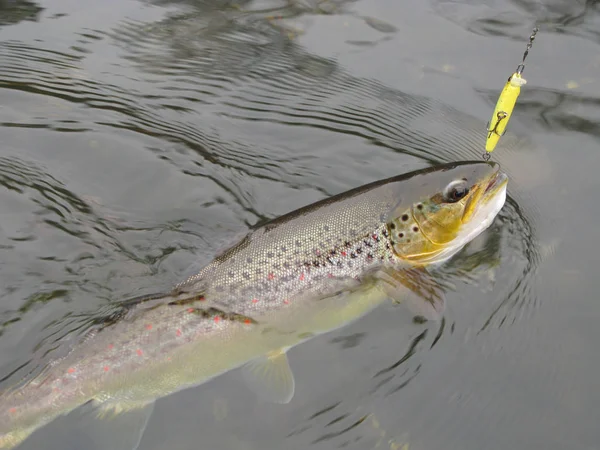 Pêcheur Pêche Lac — Photo