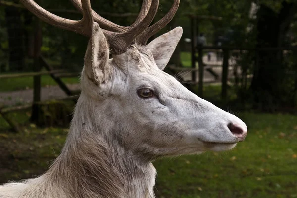 Zběsilá Zvěř Lesní Zvěř Přírodní Fauna — Stock fotografie