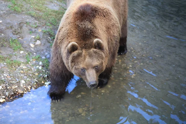 Urso Kodiak Close — Fotografia de Stock