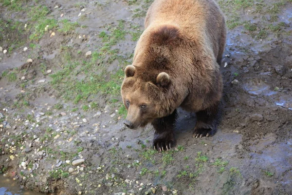 Kodiak Bear Close — Stock Photo, Image