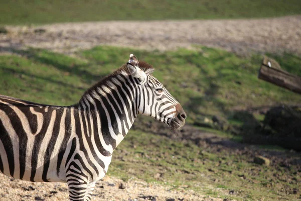Black White Striped Zebra Animal Mammal — Stock Photo, Image