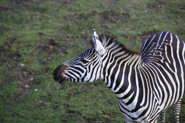 Zebra Strisce Bianche Nere Animale Mammifero — Foto Stock