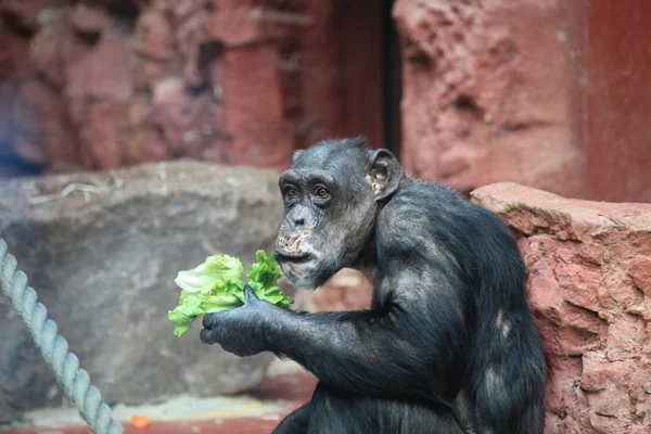 Primates Mono Animales Vida Silvestre — Foto de Stock