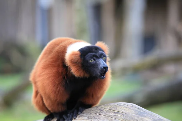 Röd Rufsig Lemur Närbild — Stockfoto