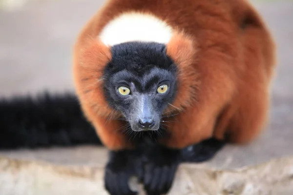Ruffed Lemur Vermelho Estreita — Fotografia de Stock