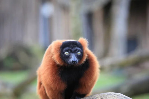 Röd Rufsig Lemur Närbild — Stockfoto