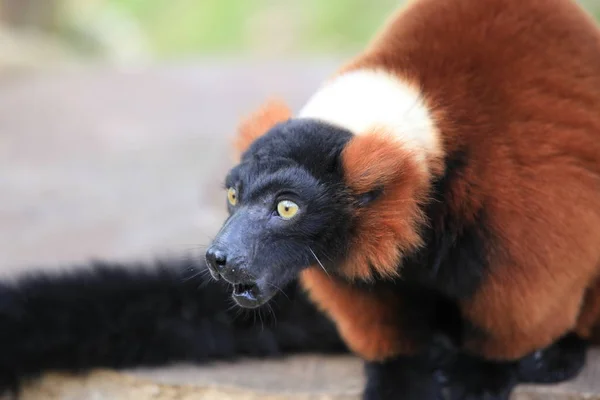 Red Ruffed Lemur Close — Stock Photo, Image