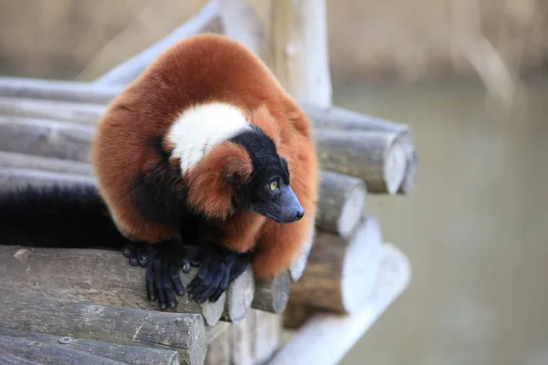 Lémur Rufo Rojo Primer Plano — Foto de Stock