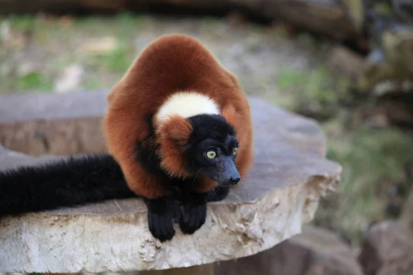 Červený Nafouklý Lemur Detailu — Stock fotografie