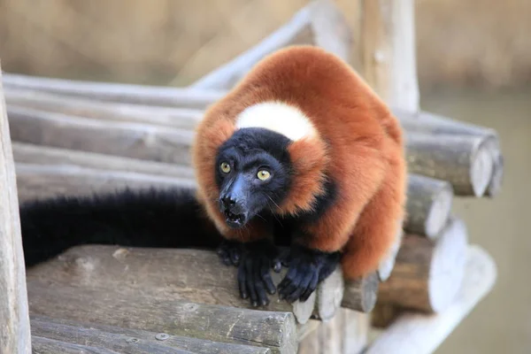 Ruffed Lemur Vermelho Close — Fotografia de Stock
