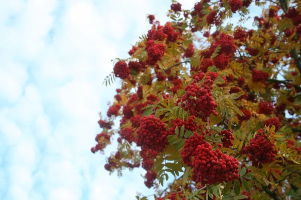 Bobule Mountain Ash — Stock fotografie