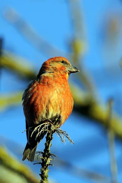 Rode Kruisbek Mannetje Avondzon — Stockfoto