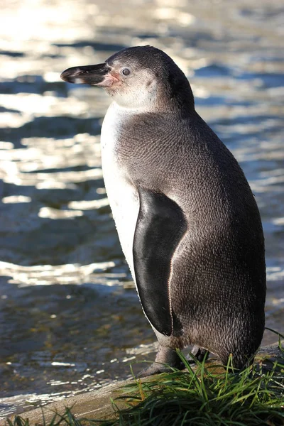 Mladý Humboldt Tučňák Zoo Sababurg — Stock fotografie