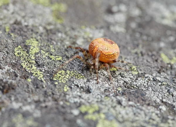 Large Orange Spider Sits Stone Covered Lichen — Stock Photo, Image