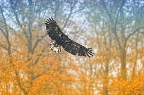 Vista Panorámica Del Águila Cabeza Blanca Naturaleza Salvaje — Foto de Stock