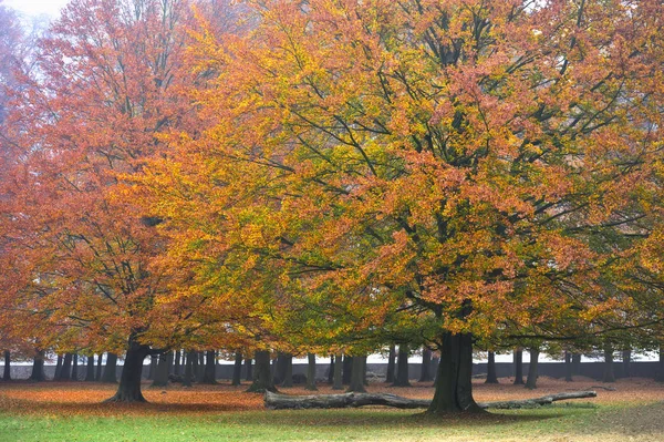 Bosque Paisajes Místicos Wisentgehege Springe Alemania —  Fotos de Stock