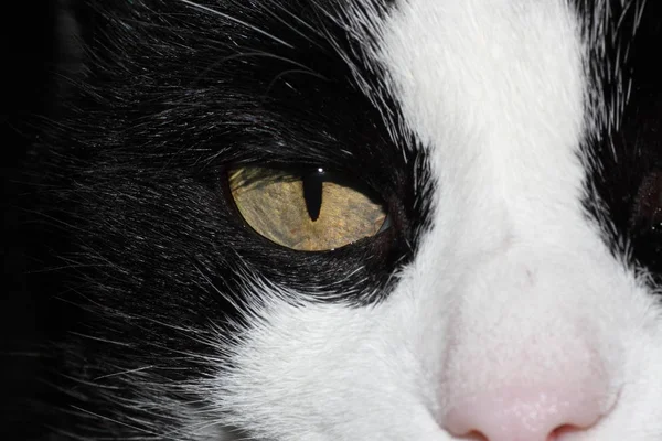 Close Eye White Black Cat — Stock Photo, Image