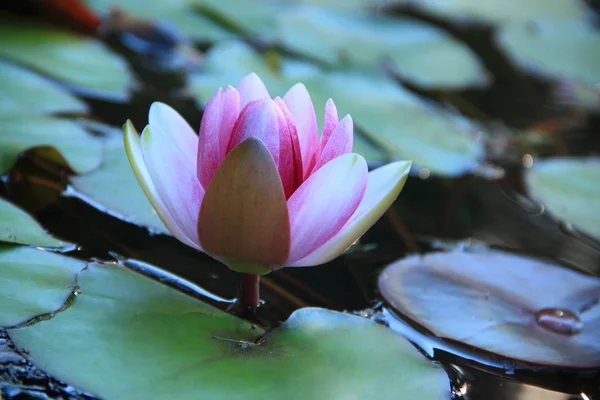 Pink Lotus Flower Blooming Pond — Stock Photo, Image