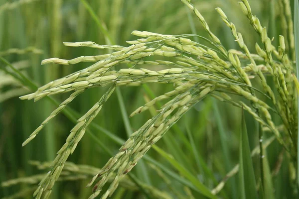 Piękne Botaniczne Ujęcie Naturalna Tapeta — Zdjęcie stockowe