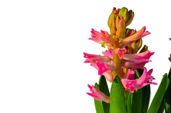 Roze Hyacint Hyacinthus Sneeuw — Stockfoto