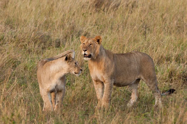 Αφρικανικό Λιοντάρι Και Λέαινα Στο Εθνικό Πάρκο Maasai Mara Κένυα — Φωτογραφία Αρχείου