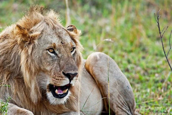 Африканский Лев Национальном Парке Масаи Мара Кения — стоковое фото