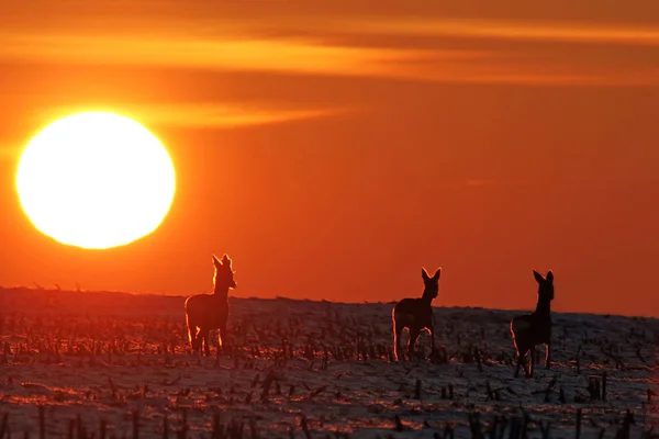 Veado Sol Noite — Fotografia de Stock