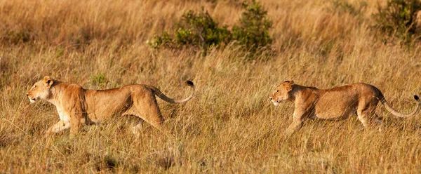 Αφρικανική Λέαινες Στο Μασάι Μάρα Εθνικό Πάρκο Κένυα — Φωτογραφία Αρχείου
