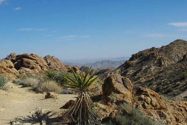 Yuccas Klippor Och Berg Joshua Träd Nationalpark Kalifornien — Stockfoto