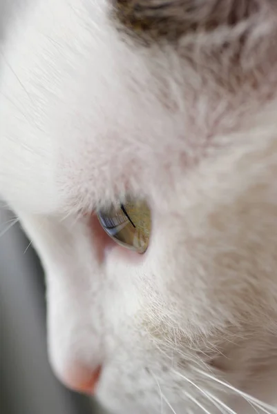 Білий Кіт Зеленими Очима Рожевим Носом — стокове фото