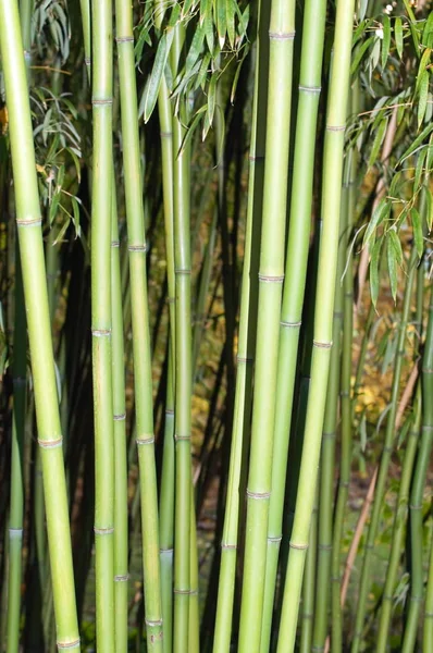 Vacker Botanisk Skott Naturliga Tapeter — Stockfoto