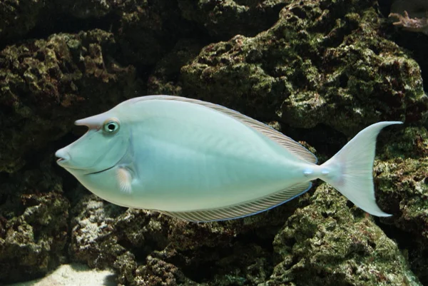 Imagem Close Unicórnio Surgeonfish Água — Fotografia de Stock