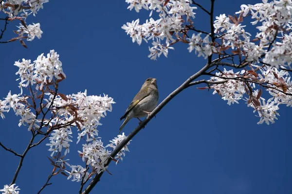 Vue Panoramique Bel Oiseau Nature — Photo