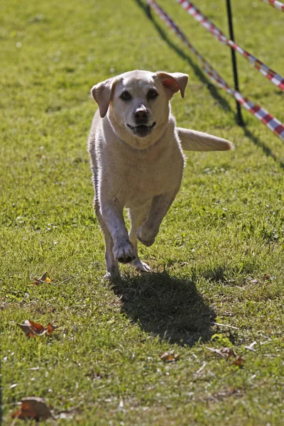 犬のレースでレシーバー — ストック写真