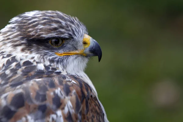 König Rauhbeiner Mäusebussard — Stockfoto