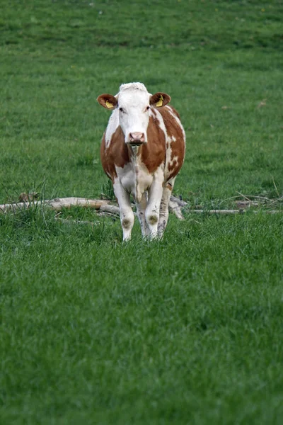 Brown Colourful Pasture — Stockfoto