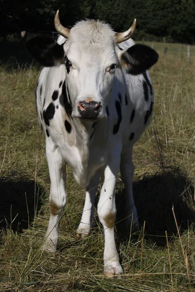 Cows Natural Landscape Selective Focus — Stock Photo, Image