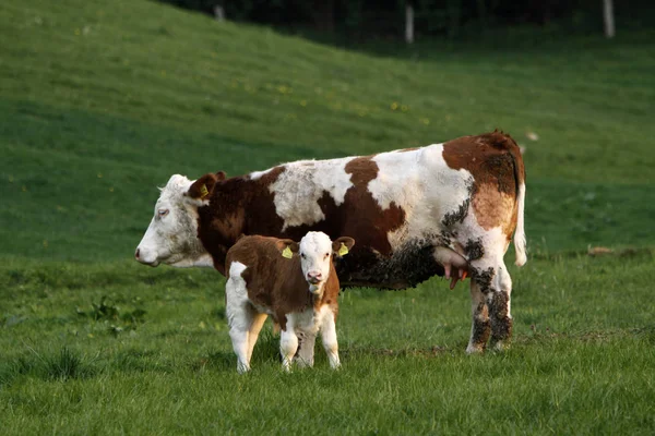 Vista Cênica Vacas Domésticas Bonitos — Fotografia de Stock