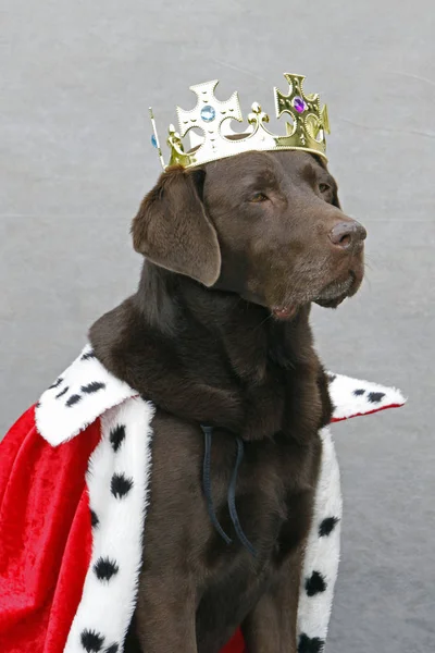 Chocolate Labrador Dressed King — Stock Photo, Image