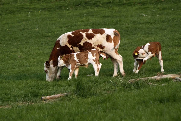 귀여운 젖소의 — 스톡 사진