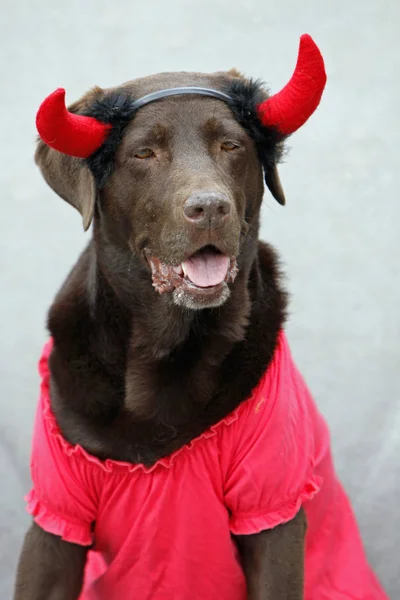 Labrador Dressed Devil — Stock Photo, Image